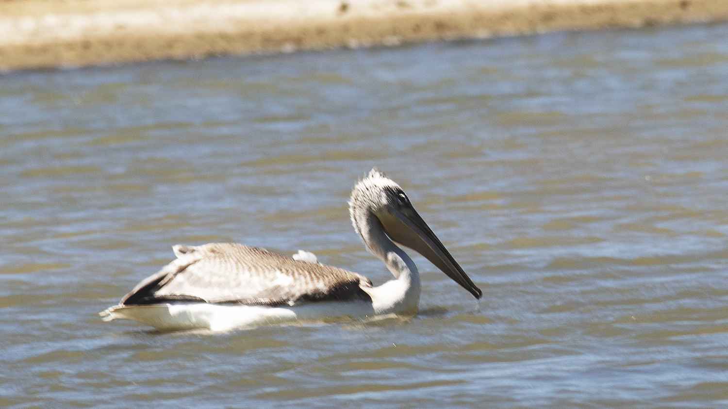 Dalmatian Pelican